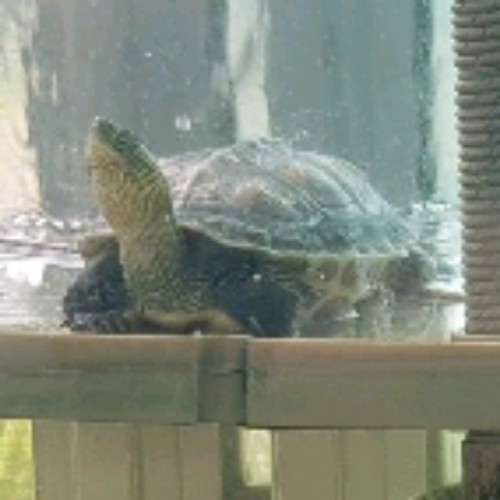 Terrapin Terrapin