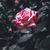 Teo_R