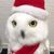 hoot_hoot
