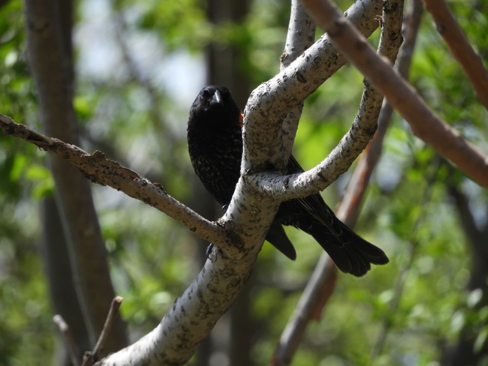 Oiseau Carouge à Épaulettes - 4.JPG