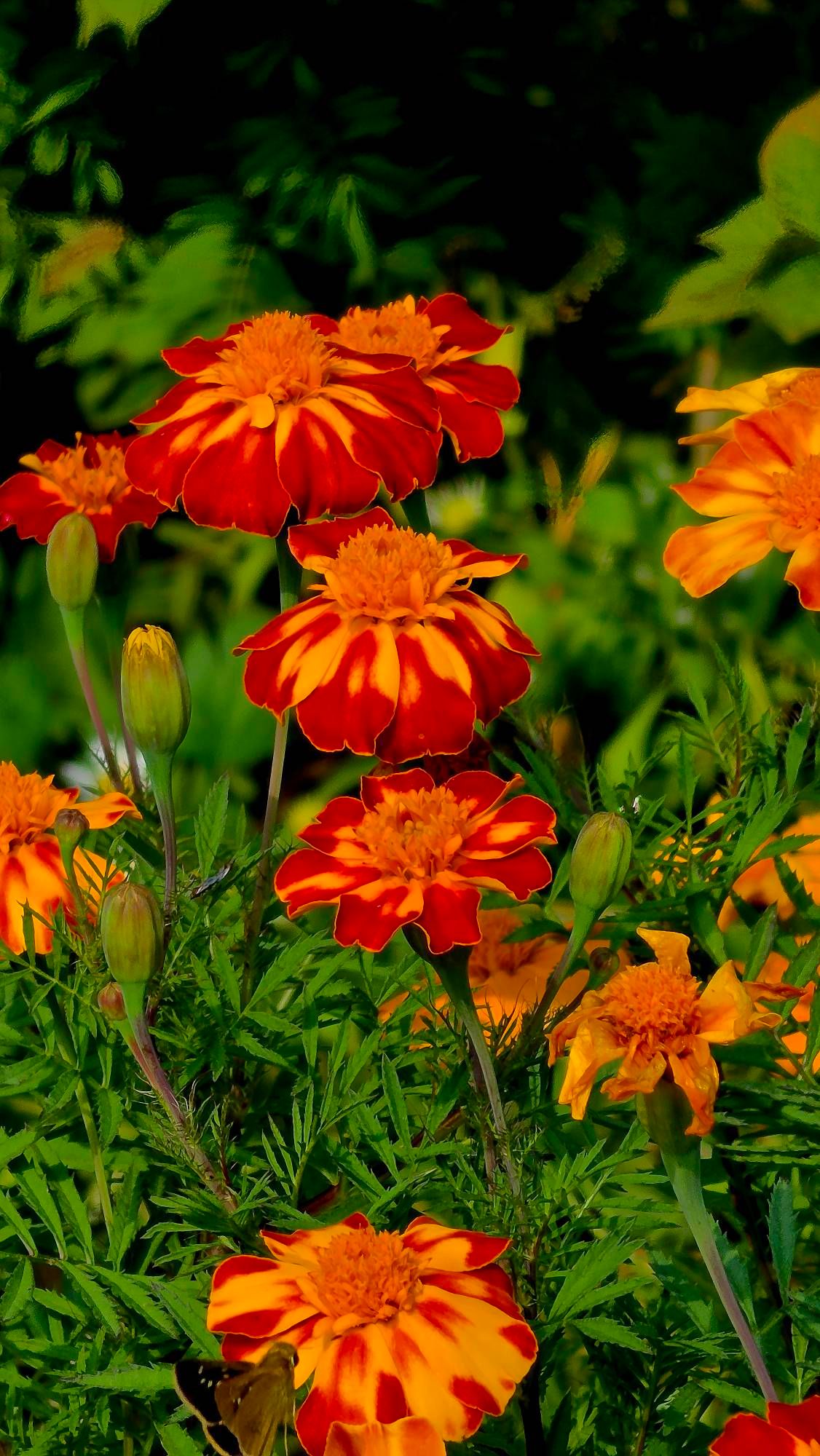 French Marigold - Samsung Members