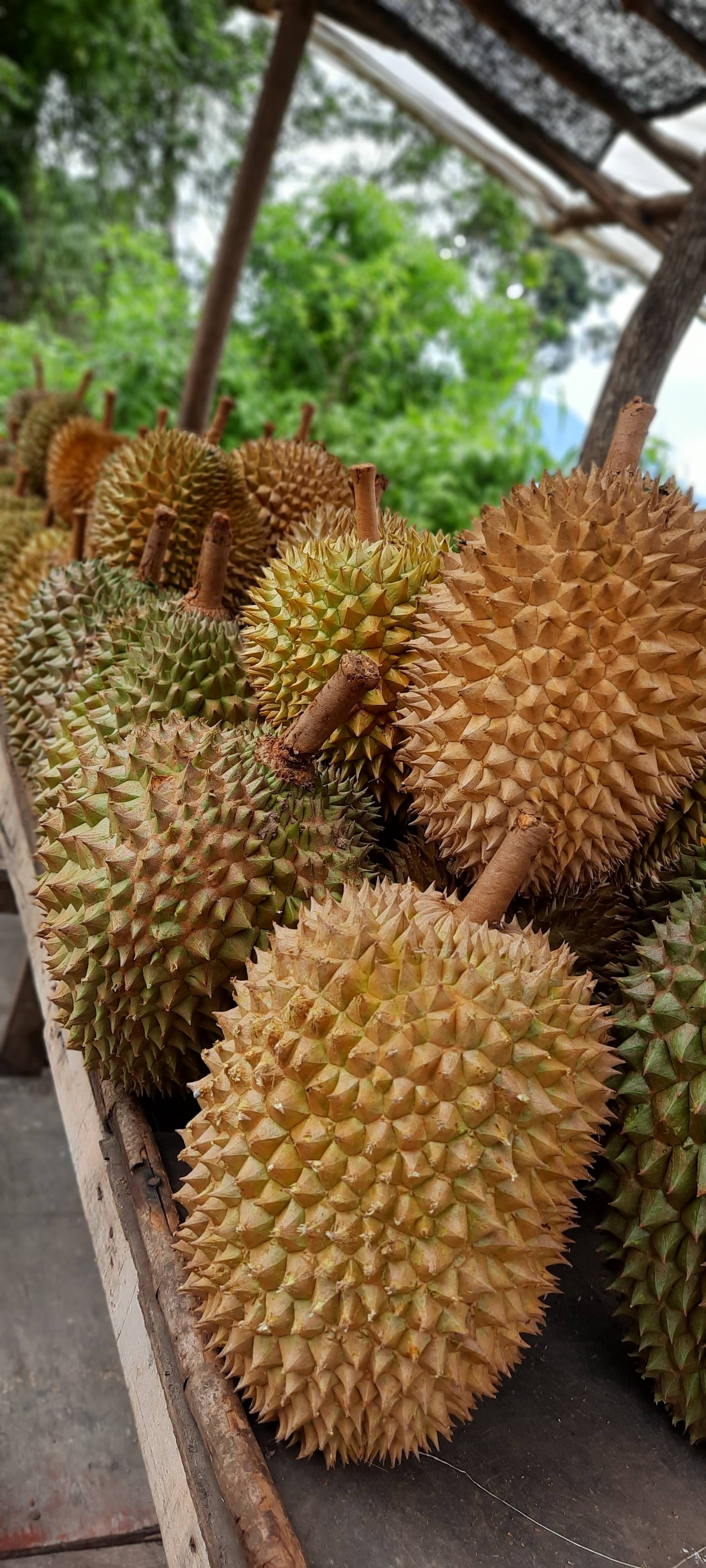 king of all fruits Samsung Members