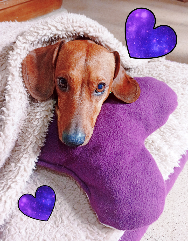 Mi perrito Fredo con su cucha púrpura y almohadita de corazón