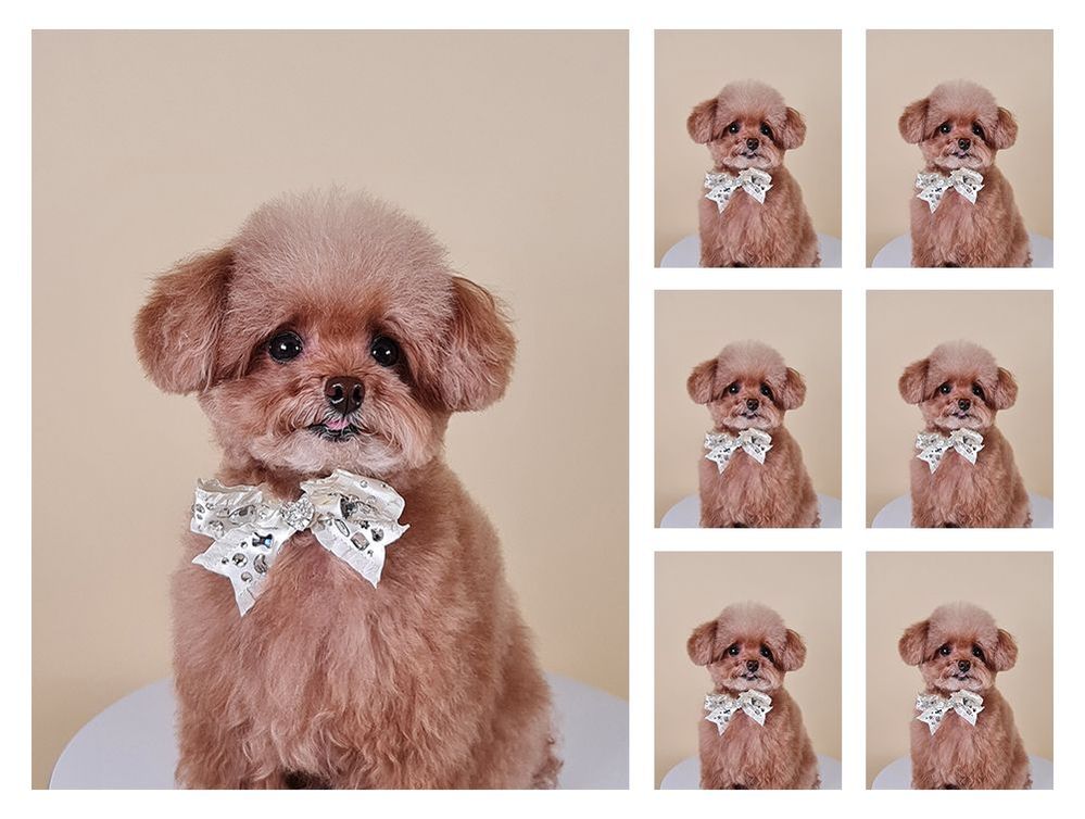 The perfect puppy portrait!