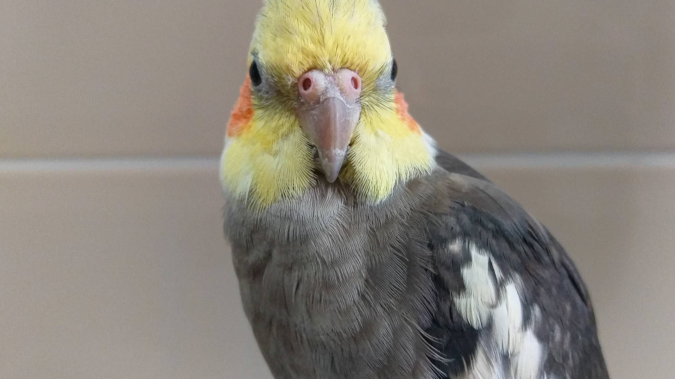 Calopsita 🐦 - Samsung Members