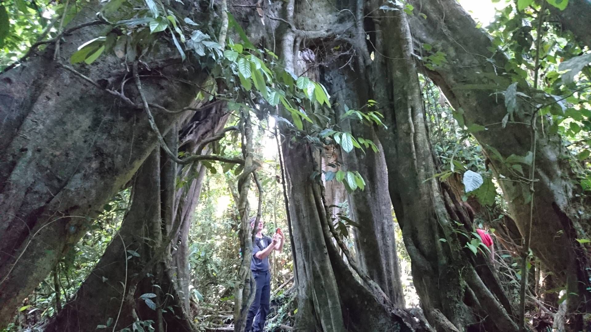 a strangling fig tree - Samsung Members