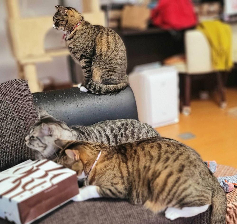 今日のにゃんこ Samsung Members