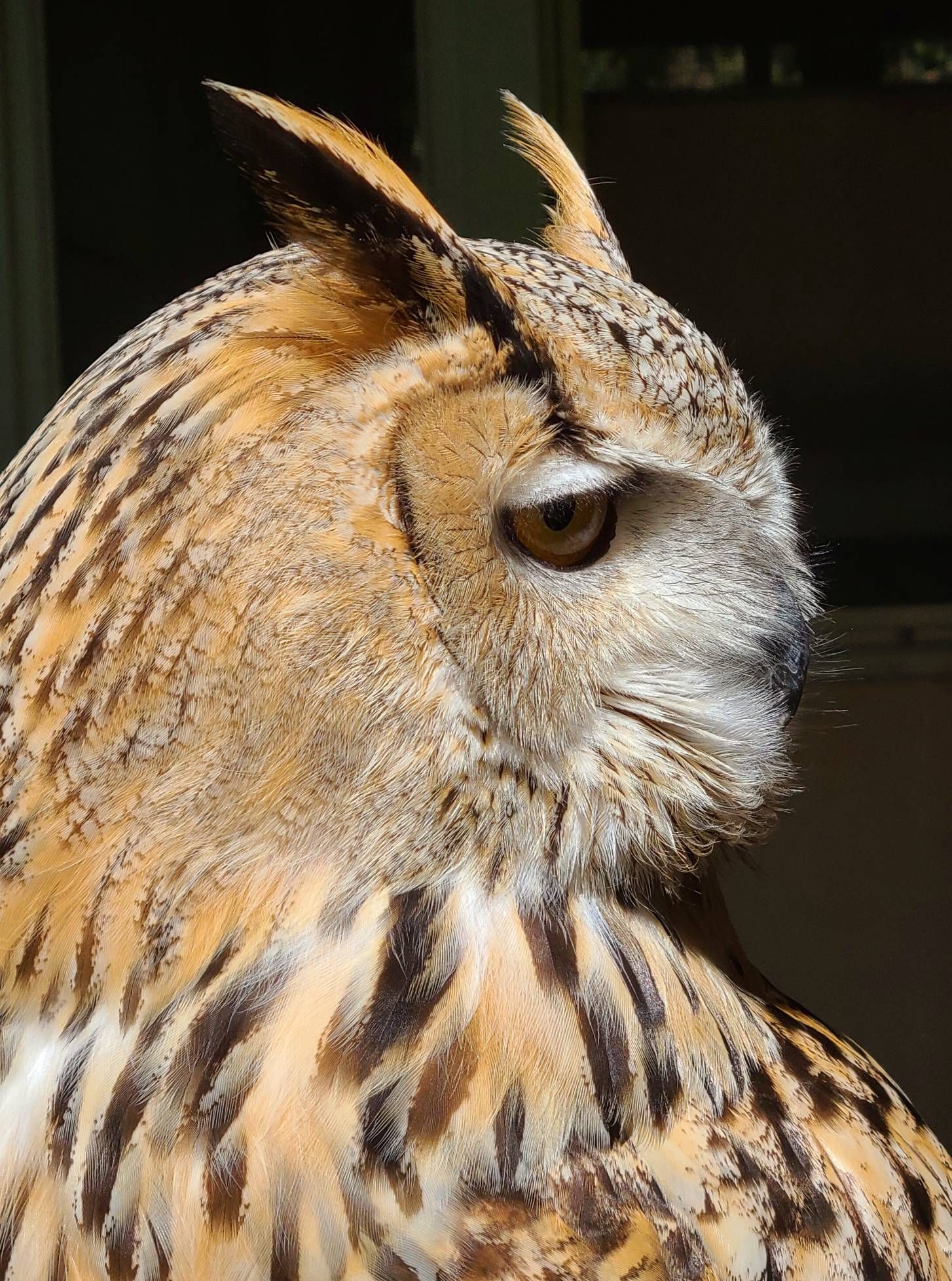 解決済み ミミズク Samsung Members