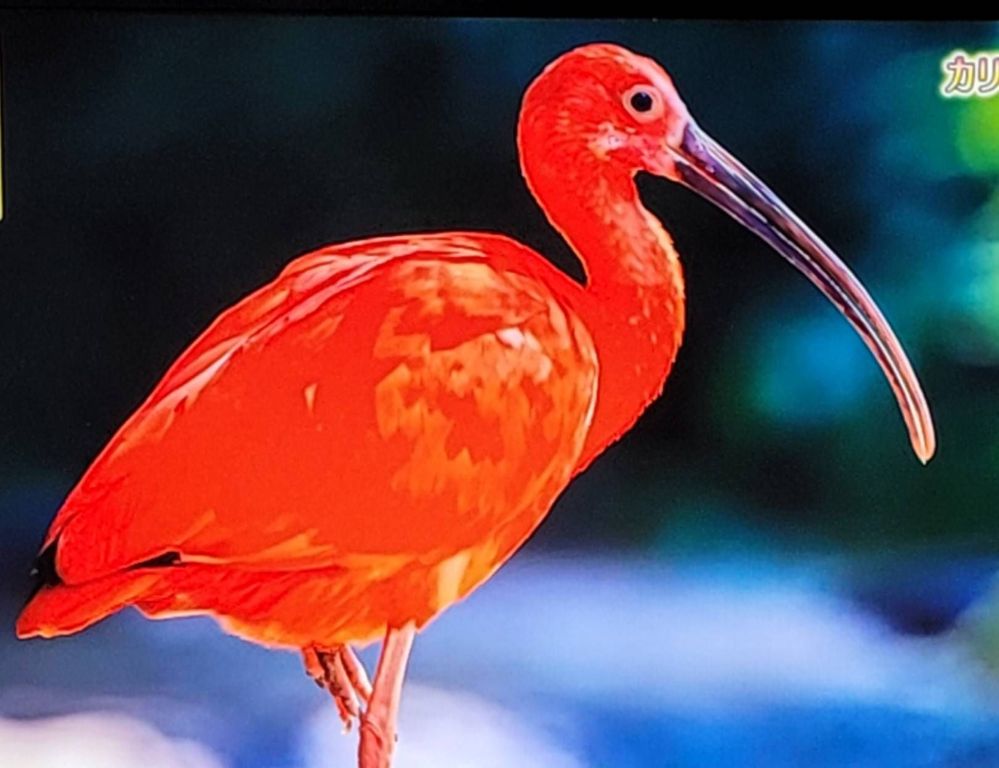 トリニダード・トバゴの鳥 - Samsung Members トリニダード・トバゴの鳥 - Samsung Members