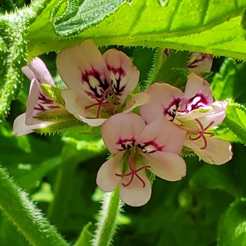 蚊連草の花 Samsung Members