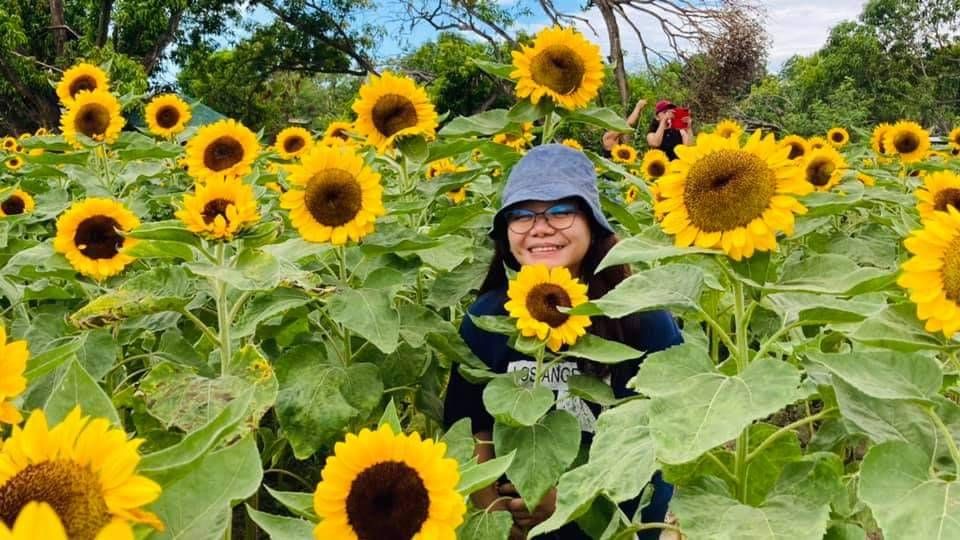 Sunflower Farm Arayat Cupang Samsung