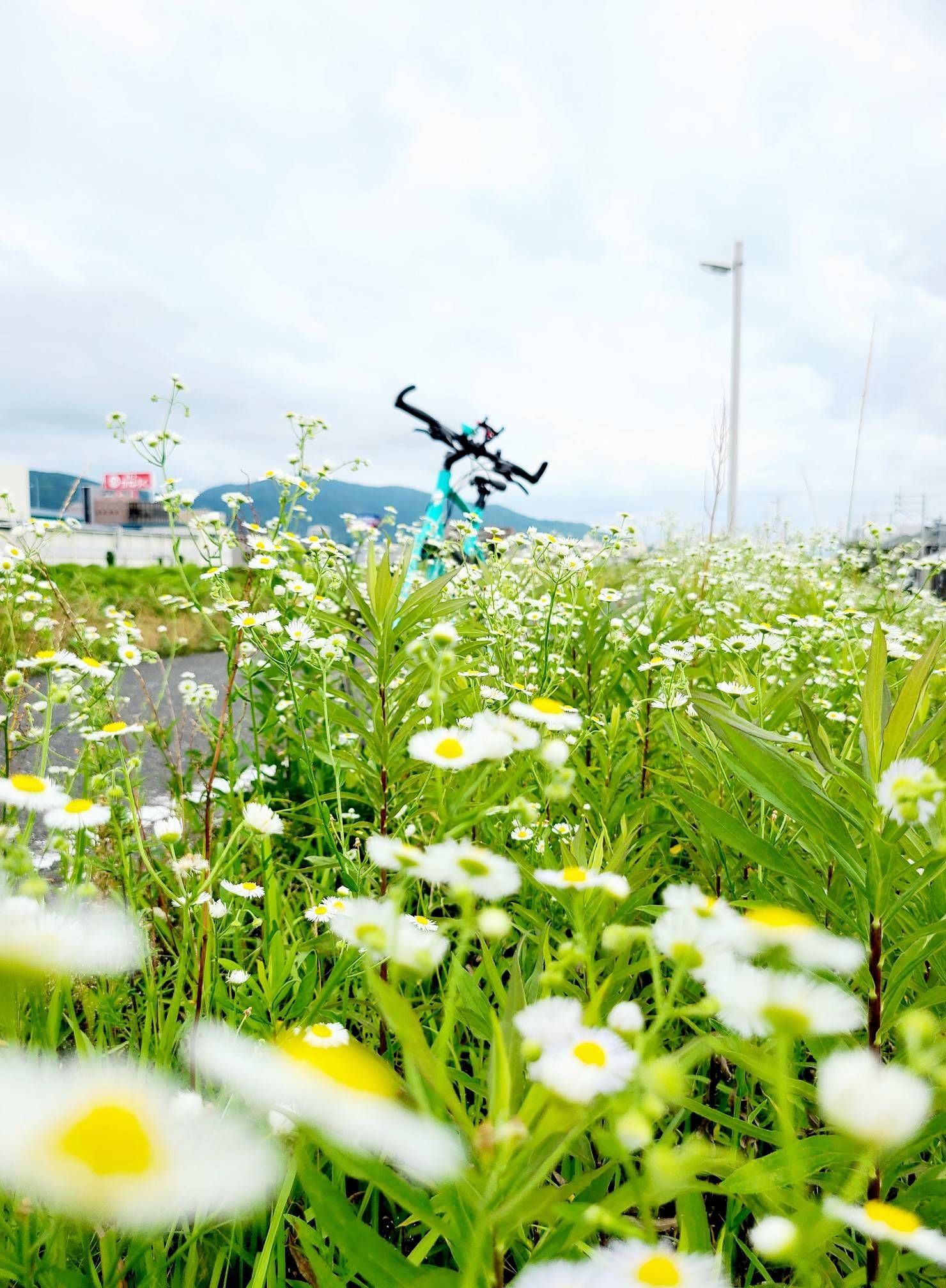 解決済み 身近な花 Samsung Members