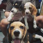 Puppy_Hub
