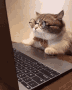 (Crédito: Reprodução Tenor)  https://tenor.com/view/angry-cat-busy-laptop-gif-15731367