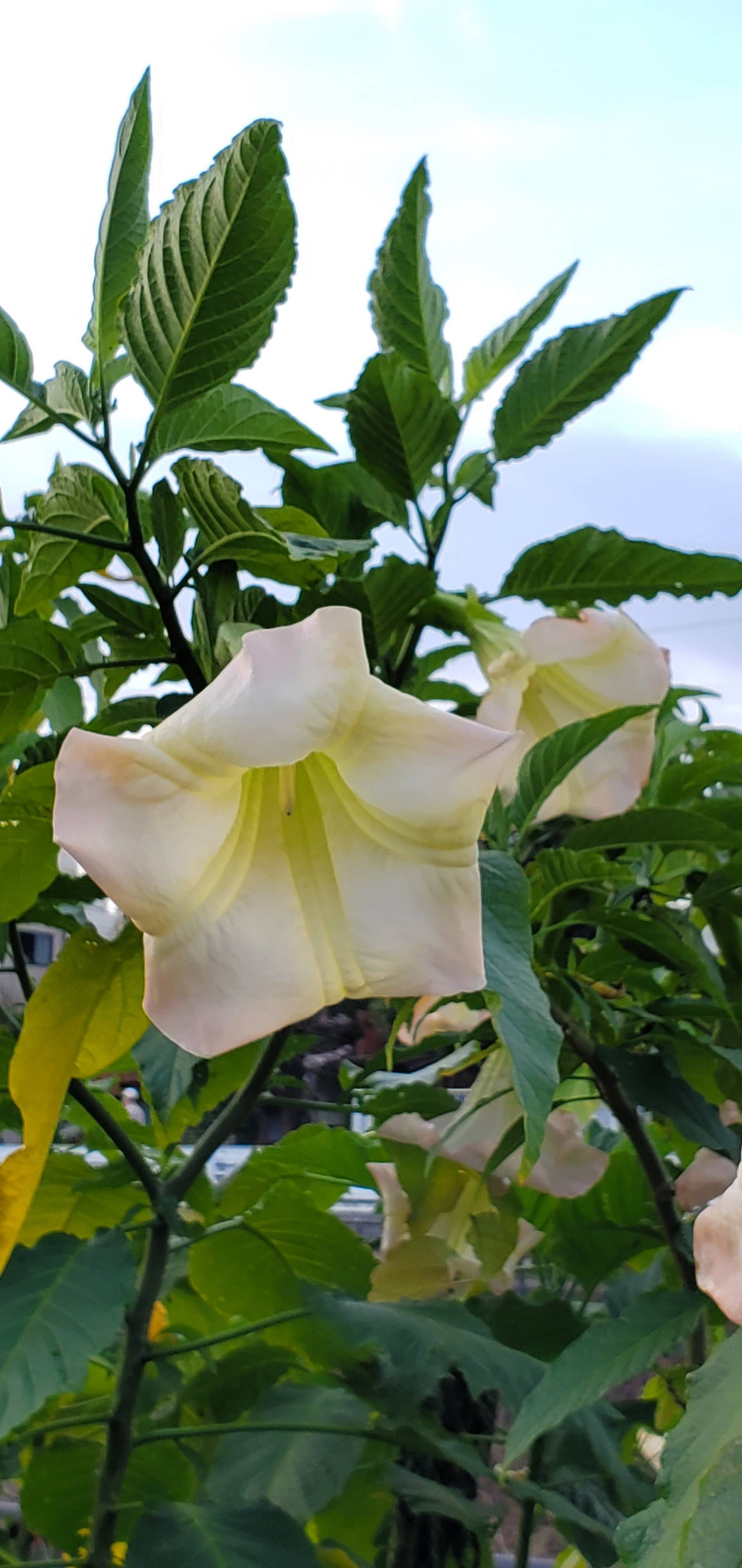 おはようございます キダチチョウセンアサガオです Samsung Members