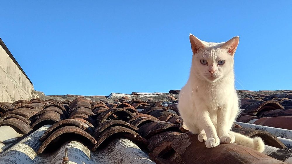 Gato posando en el tejado - Samsung Members