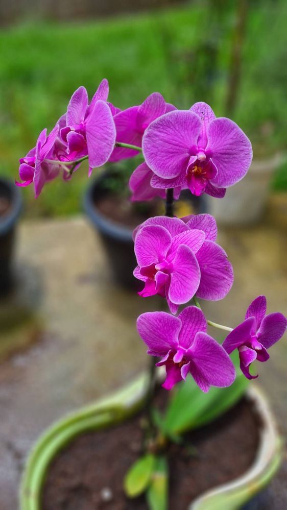 Flor Orquídea - Samsung Members