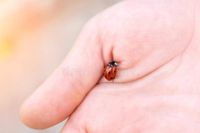 red-ladybug-hand-child-insect-protection-animals-red-ladybug-hand-child-insect-protection-animals-119106123_36745_1649218074.jpg red-ladybug-hand-child-insect-protection-animals-red-ladybug-hand-child-insect-protection-animals-119106123_36745_1649218074.jpg