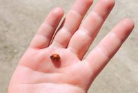 beautiful-little-ladybird-children-hand-red-ladybird-children-hand-lithuania-110598518_36746_1649218089.jpg beautiful-little-ladybird-children-hand-red-ladybird-children-hand-lithuania-110598518_36746_1649218089.jpg