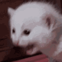 1652636922912.gif
