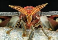 atlas+moth+male_42684_1653538663.jpg