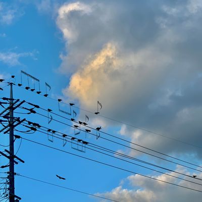 music of birds.jpg