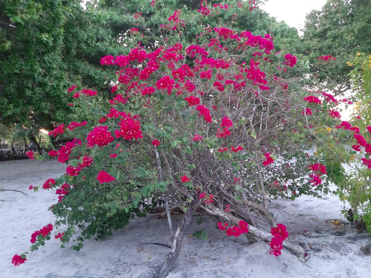 receba as flores que lhe dou... - Samsung Members