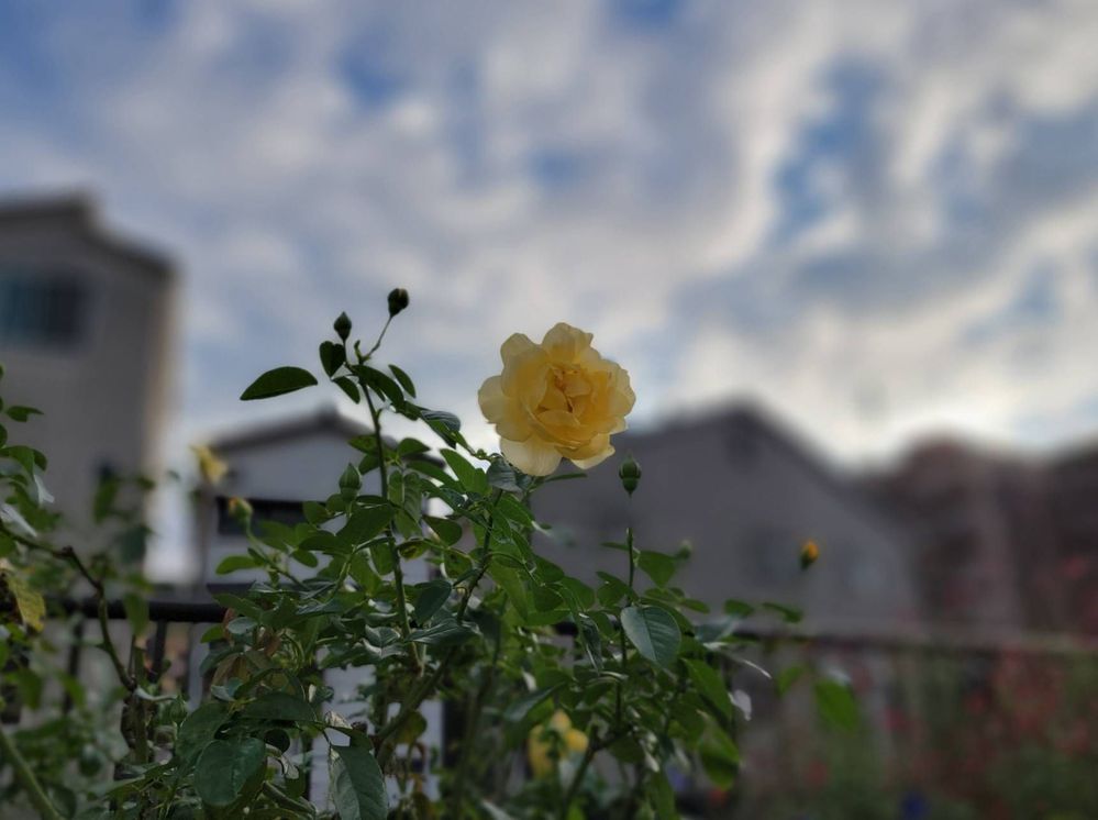 image image