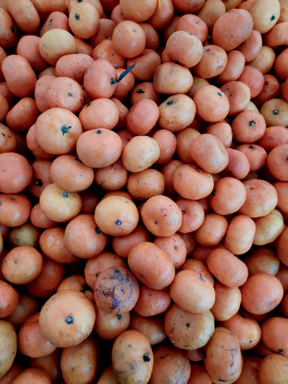 Buah Yang Selalu Ada - Samsung Members