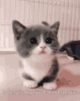 1677016472226.gif