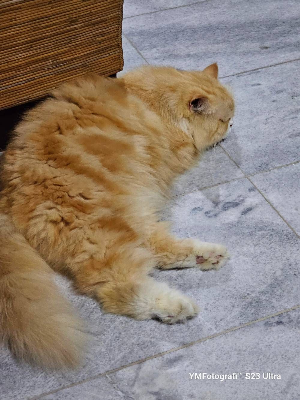 When Garfield come alive 😅 Samsung Members