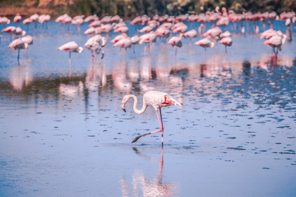 Flamans Roses