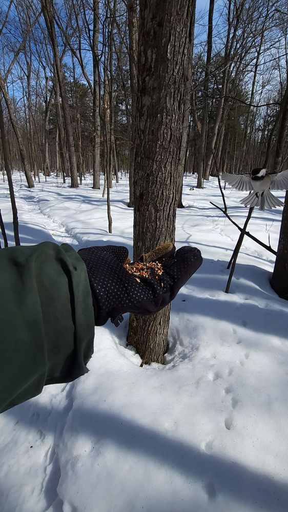 At the right you can see the bird when flying to get  the food in my hand ...Video capture can FREEZE the bird in the air.