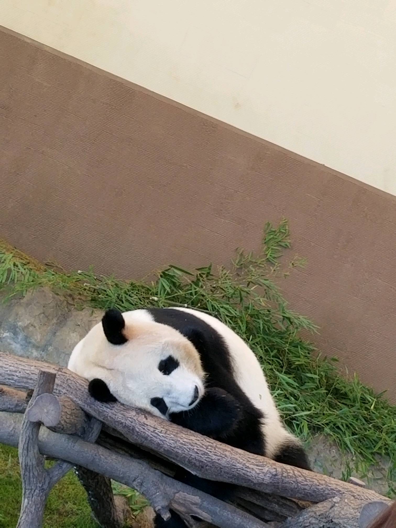 今の待ち受け画面 超癒し Samsung Members