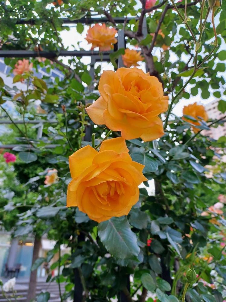 image image