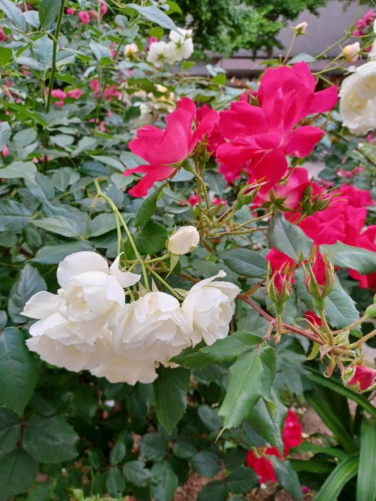 image image