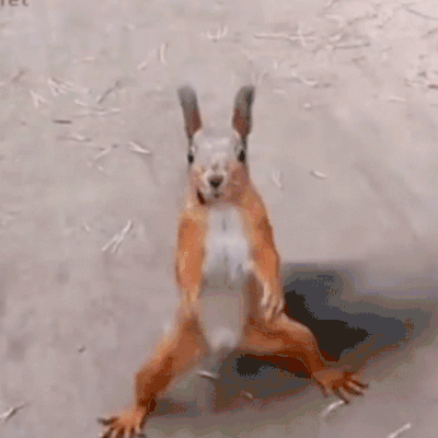 Shake Dance GIF - Shake Dance Squirrel - Discover & Share GIFs.gif