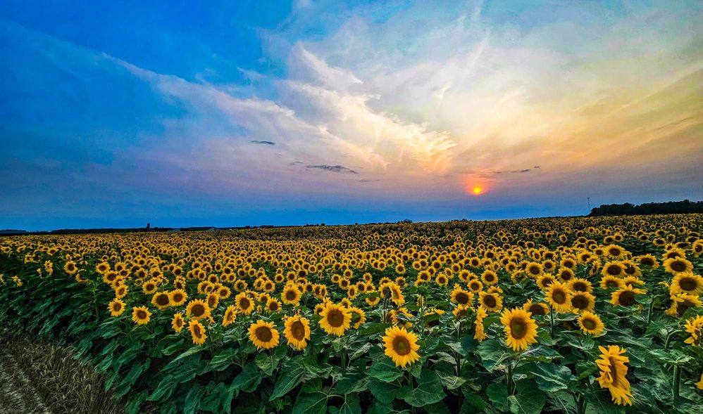 Sunflower Sunset - Samsung Members