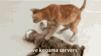 1692023570974.gif