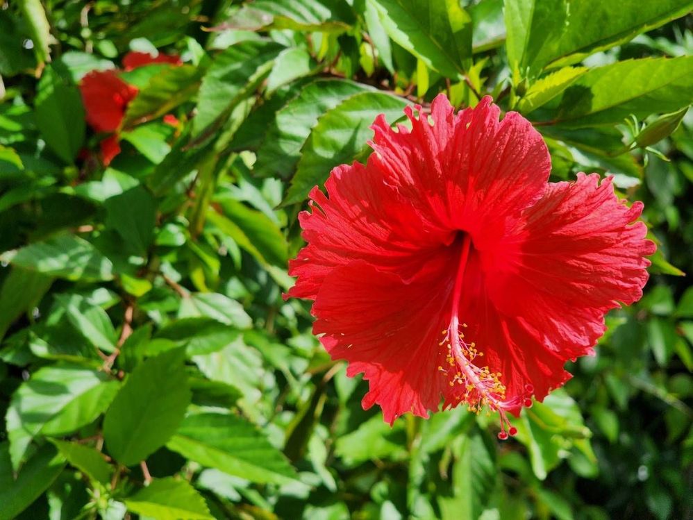 image image