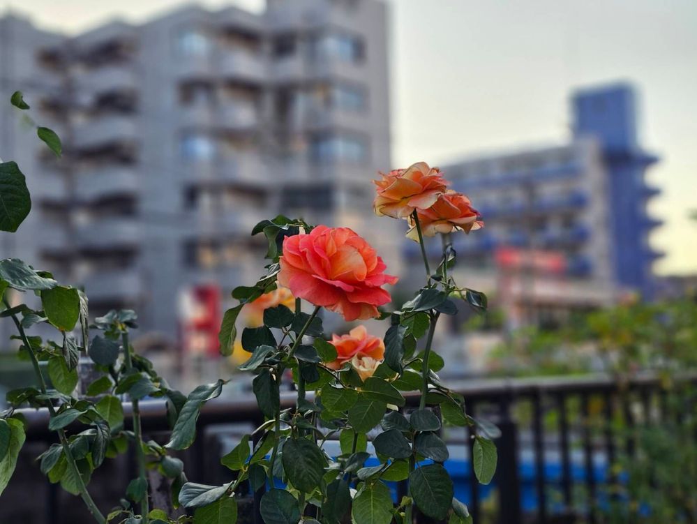 image image