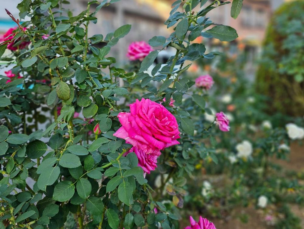 image image