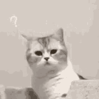 1700752492651.gif