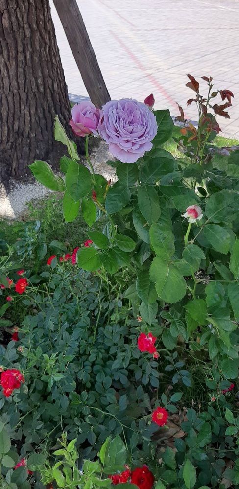 image image