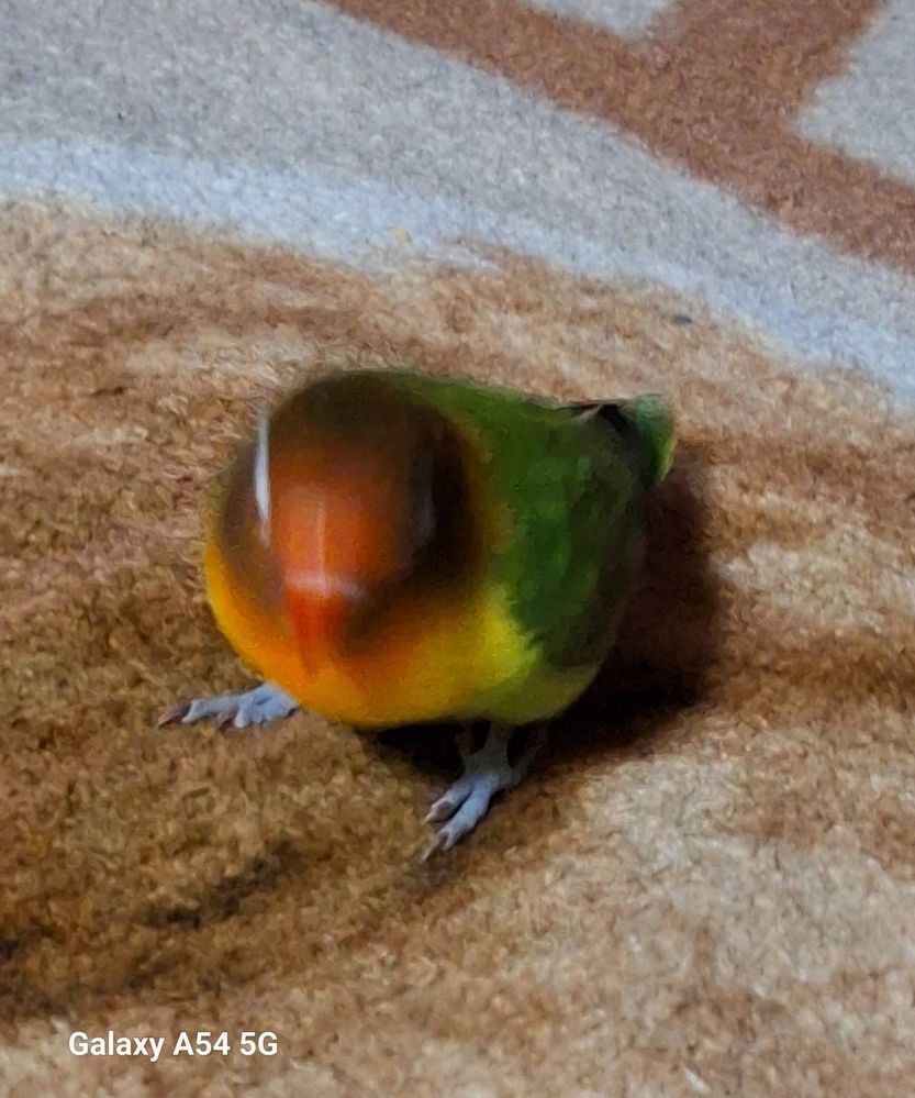 image image