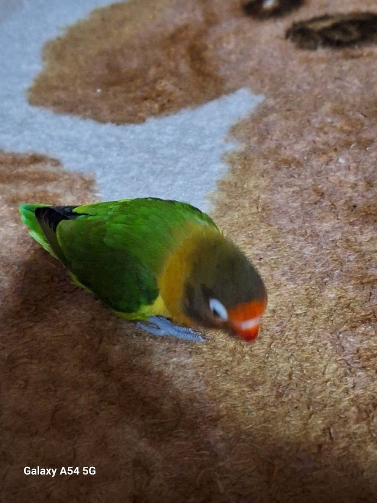 image image