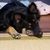 三毛犬そら