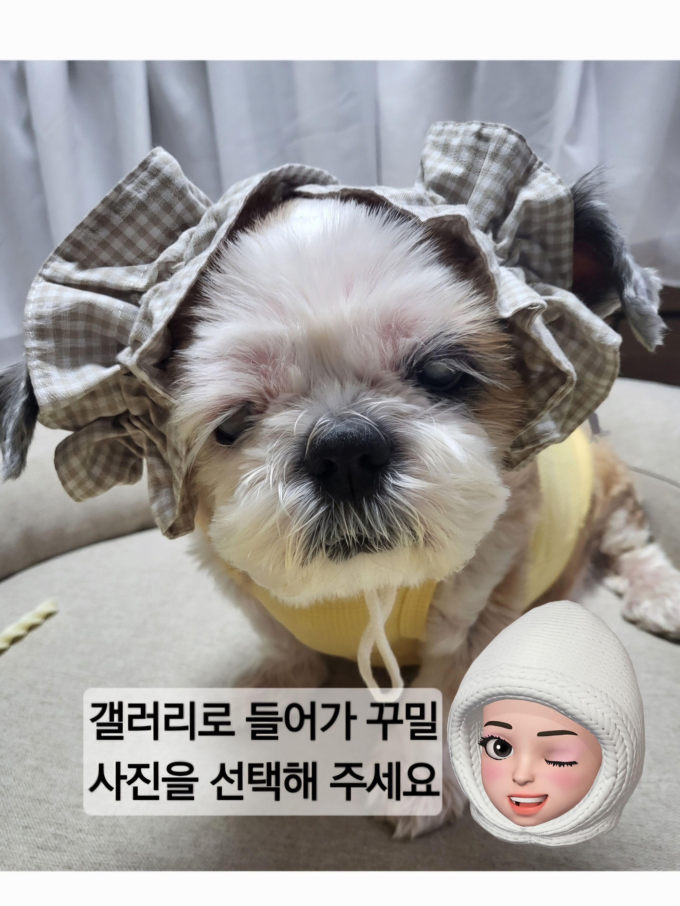 해결됨: 보리와 방구석 휴가 보리사진 텍스트로 꾸며보기!! - Samsung Members, image size:2872x3828