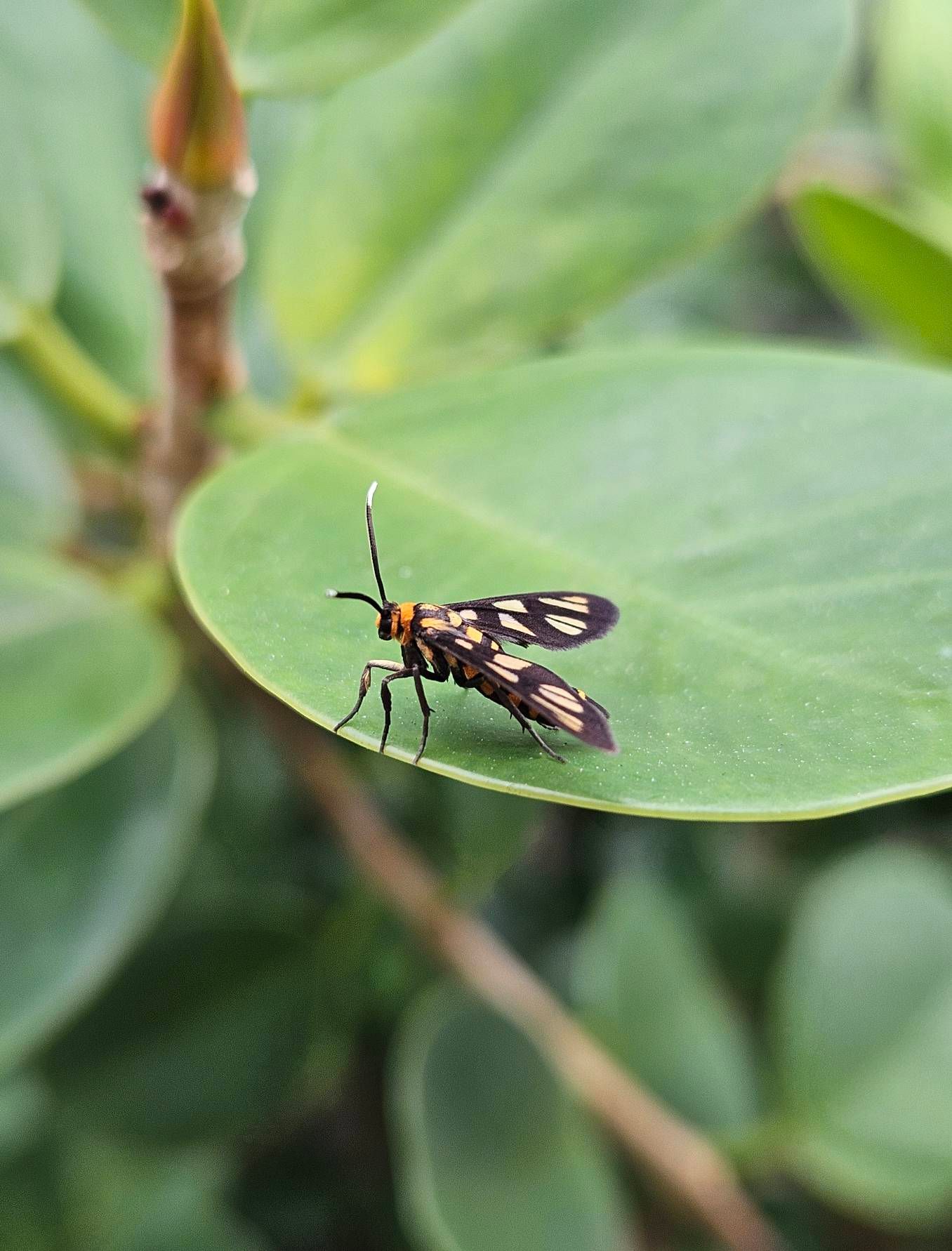 Hübner's Wasp Moth (amata Huebneri) - Samsung Members