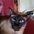 iloverussianbluecat